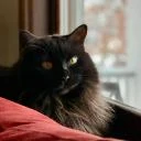 ESO Addon Manager