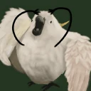 Nekot