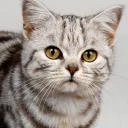 PastePaw