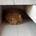 sh-guard