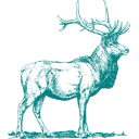 tealdeer